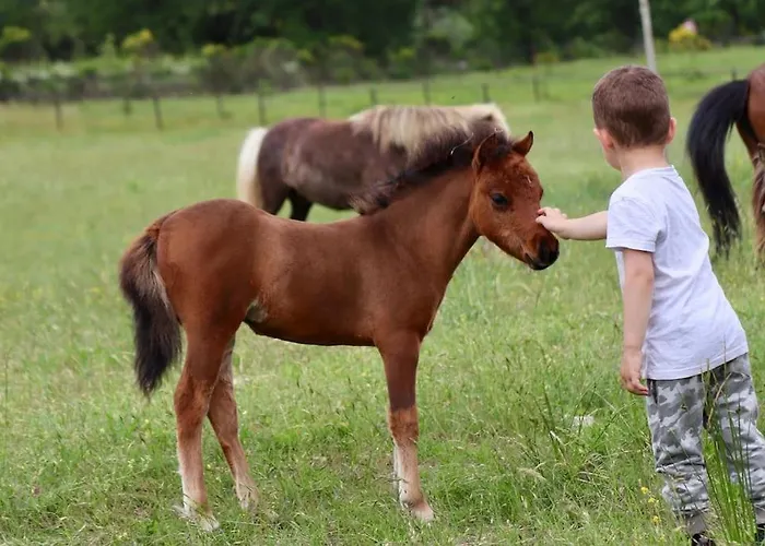 Logement Atypique - Chevaux Miniatures Rhea Horses