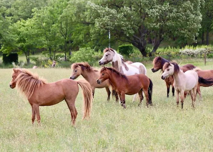 Logement Atypique - Chevaux Miniatures Rhea Horses