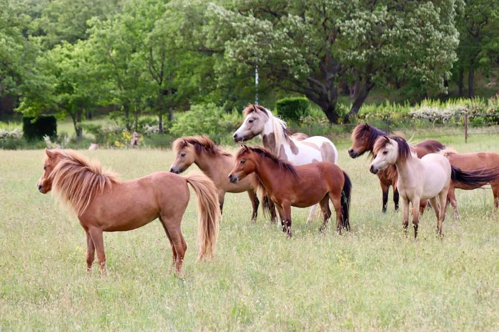 Apartment Atypique - Chevaux Miniatures Rhea Horses